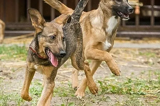 SURI i CZARUŚ - 7 miesięczne szczeniaki do adopcji