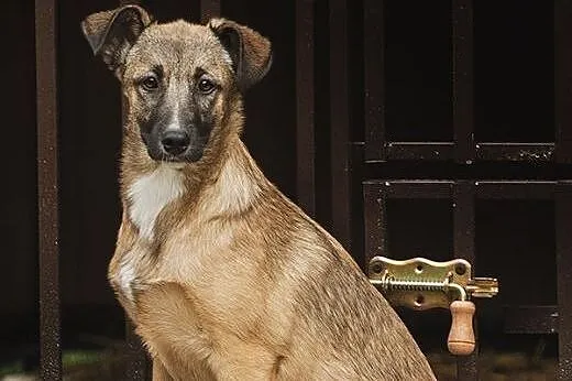 SURI i CZARUŚ - 7 miesięczne szczeniaki do adopcji