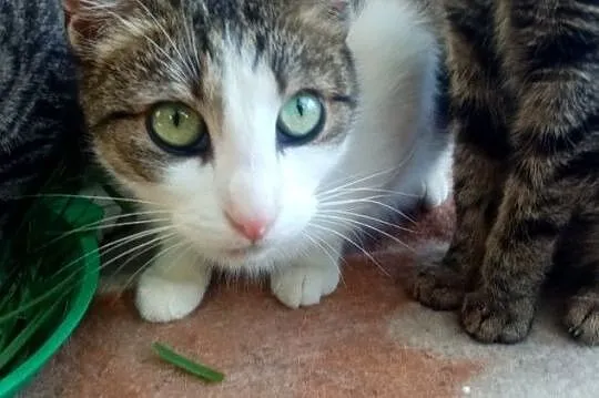 Panna Migotka, ciekawska kotka z wielkimi oczami, , Olsztyn