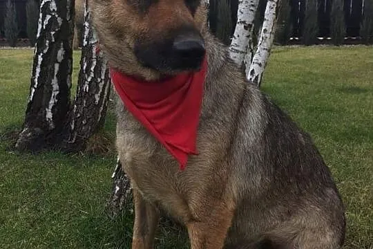 Mama, grzeczna, łągodna sunia szuka kochającego domu!, Gdańsk, Pomorskie, Gdańsk