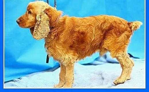 SPANIEL, rudy pies w schronisku.PILNA adopcja, łó