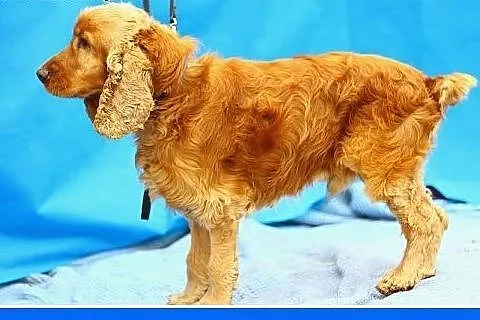 SPANIEL, rudy pies w schronisku.PILNA adopcja,  łó