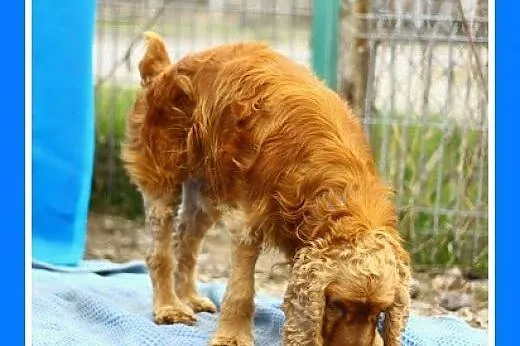 SPANIEL, rudy pies w schronisku.PILNA adopcja,  łó