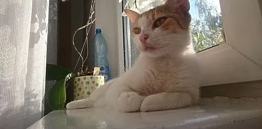 Luna kochana przepiękna kotusia marzy o swoim domu
