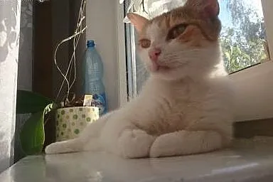 Luna kochana przepiękna kotusia marzy o swoim domu