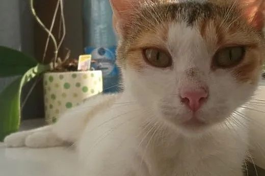Luna kochana przepiękna kotusia marzy o swoim domu