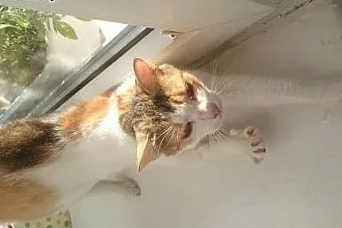Luna kochana przepiękna kotusia marzy o swoim domu