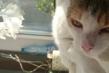 Luna kochana przepiękna kotusia marzy o swoim domu