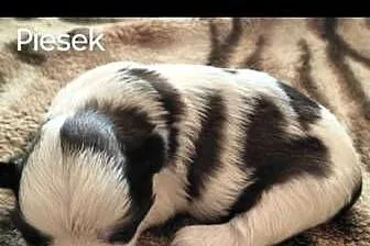 Szczenięta Shih - Tzu, Mazowieckie, Zwoleń