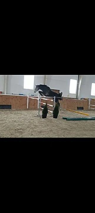 AQHA Sprzedam, , Drezdenko