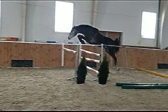 AQHA Sprzedam, , Drezdenko