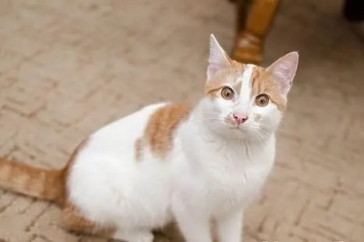 Bogdan