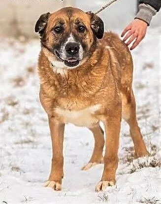 STELLA - spokojna, kochana sunia już tak długo czeka.... adoptuj!, wielkopolskie Poznań, Wielkopolskie, Poznań