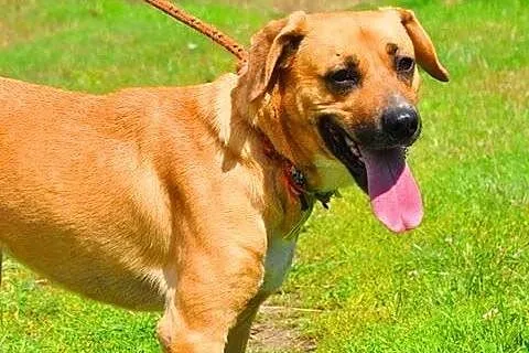 LUZAK - piękny, młody wesoły psiak do adopcji,  mazowieckie Warszawa