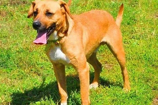 LUZAK - piękny, młody wesoły psiak do adopcji,  ma