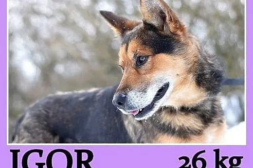 Średni 26 kg,przyjazny,radosny,towarzyski pies IGOR.Adopcja,  dolnośląskie Wrocław
