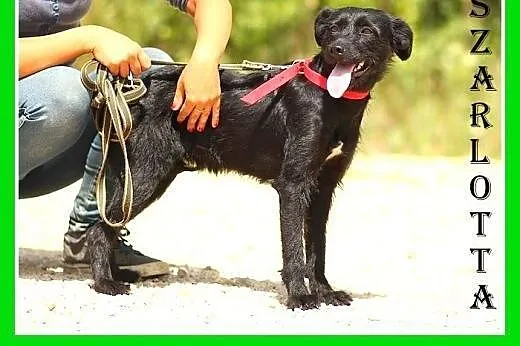 8mies.średnia,łagodna,delikatna suczka SZARLOTTA.Adopcja,  dolnośląskie Wrocław