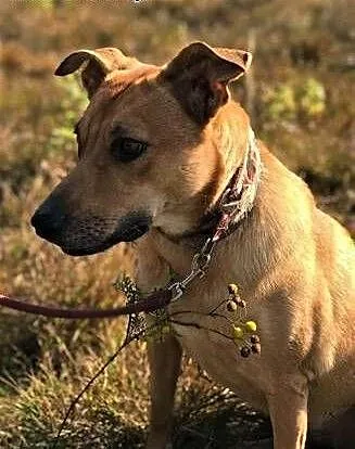 RUDA - kochana, spragniona uwagi człowieka sunia szuka domu!, mazowieckie Warszawa, Mazowieckie, Warszawa