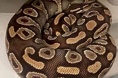 Mojave Yellow belly dorosła samiczka