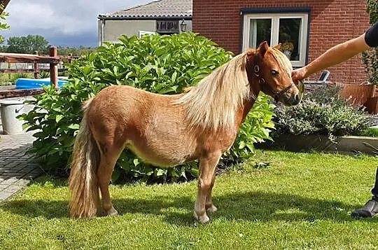 Mini klaczki szetlandzkie, , 
