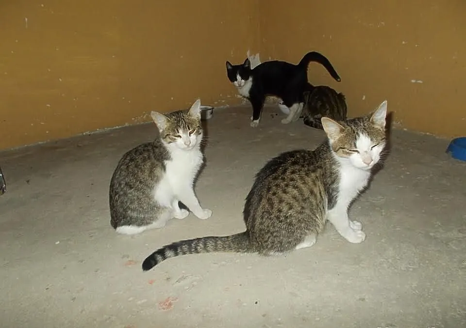 Kolorowe kociaki do adopcji