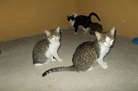 Kolorowe kociaki do adopcji