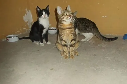 Kolorowe kociaki do adopcji