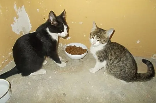 Kolorowe kociaki do adopcji