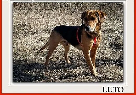 Ogar mix,młody 2 lata,25 kg,przyjacielski,przytulaśny pies LUTO.Adopcja. , łódzkie Łódź, Łódzkie, Łódź