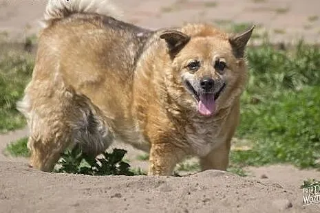 Spokojna, puszysta Pola szuka mądrego domu!,  Kund