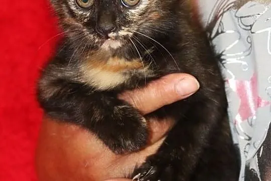 Cytrynka - szylkretowa koteczka do pokochania, Nowy Dwór Mazowiecki