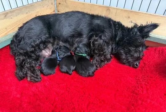 SCOTTISH TERRIER, szczeniak na sprzedaż, kontakt przez Whatsapp +48736614543, , Machów