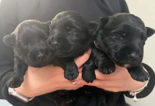 SCOTTISH TERRIER, szczeniak na sprzedaż, kontakt przez Whatsapp +48736614543