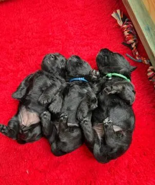 SCOTTISH TERRIER, szczeniak na sprzedaż, kontakt przez Whatsapp +48736614543, , Machów