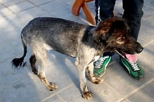 Fila trochę jak kaukaz uratujesz ją ona tak czeka.