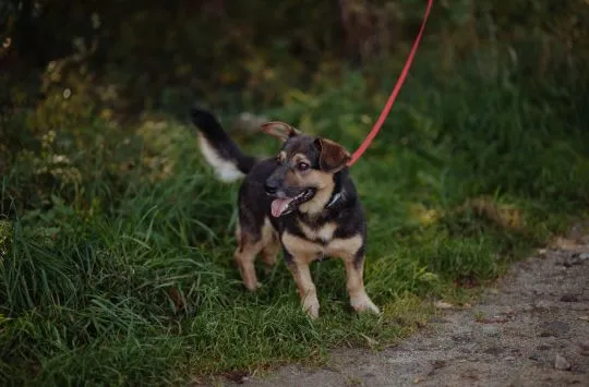 Baloo - fantastyczny niskopodłogowiec szuka domu!  Baloo- królewski niskopodłogowiec szuka swojego p, , Warszawa