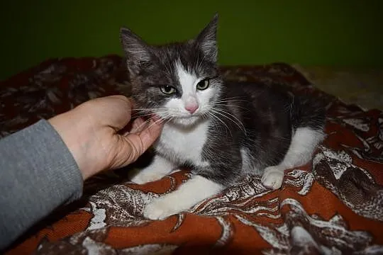 Nela, rozkoszna KOTECZKA szuka domu!