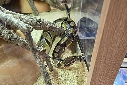 Pyton królewski + terrarium + dokumenty