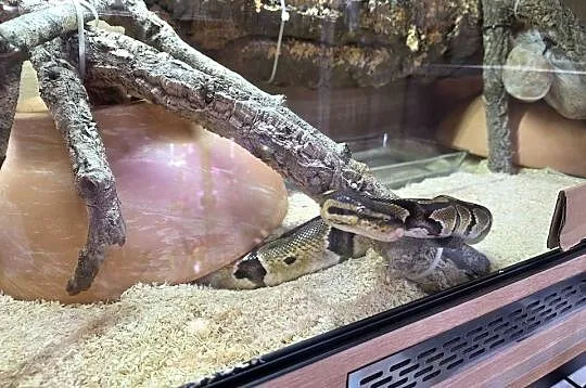 Pyton królewski + terrarium + dokumenty, Mazowieckie, Warszawa