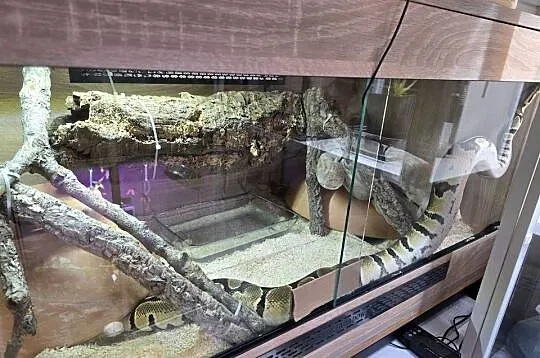 Pyton królewski + terrarium + dokumenty, Mazowieckie, Warszawa