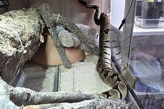 Pyton królewski + terrarium + dokumenty, Mazowieckie, Warszawa