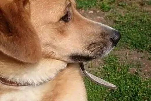 Ptysiu w typie labradora czeka na odpowiedzialny dom,  wielkopolskie Poznań