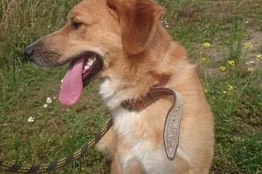 Ptysiu w typie labradora czeka na odpowiedzialny d