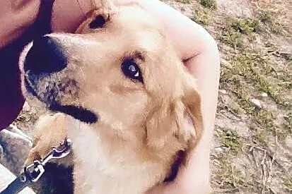 Ptysiu w typie labradora czeka na odpowiedzialny d