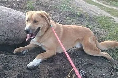 Ptysiu w typie labradora czeka na odpowiedzialny d