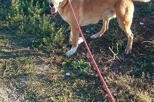 Ptysiu w typie labradora czeka na odpowiedzialny d