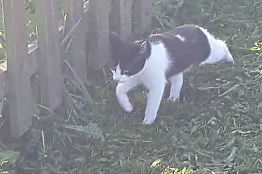 Nie znajdzie domu, bo jest taka zwykła? Cola, dolnośląskie Jelenia Góra