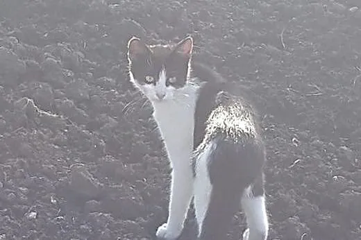 Nie znajdzie domu, bo jest taka zwykła? Cola,  dol