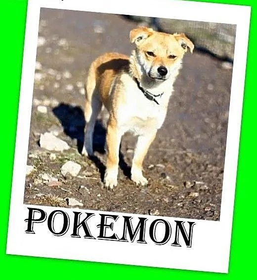 6 kg,wesoły,czujny,kontaktowy piesek POKEMON.Adopc