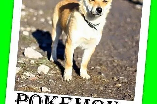 6 kg,wesoły,czujny,kontaktowy piesek POKEMON.Adopc